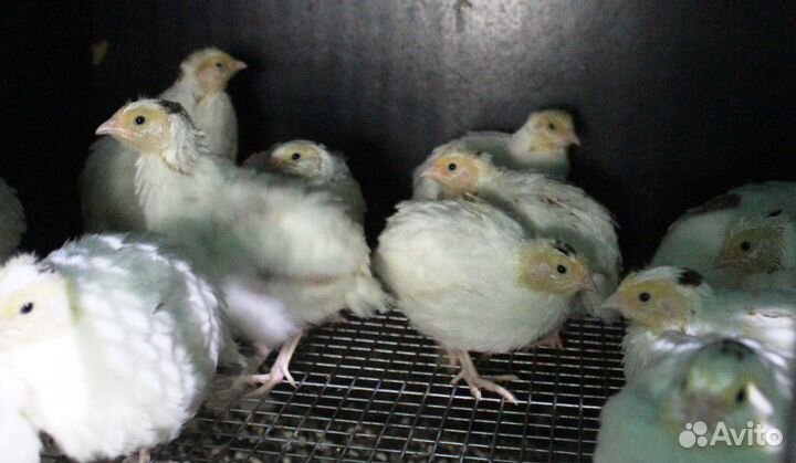 Животные перепелки