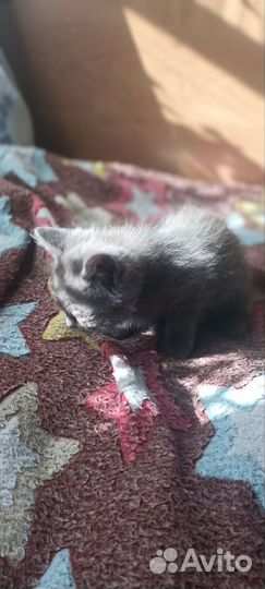 Британские котята