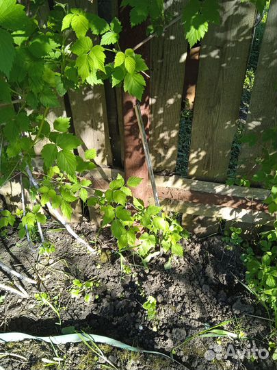 Саженцы ежевики