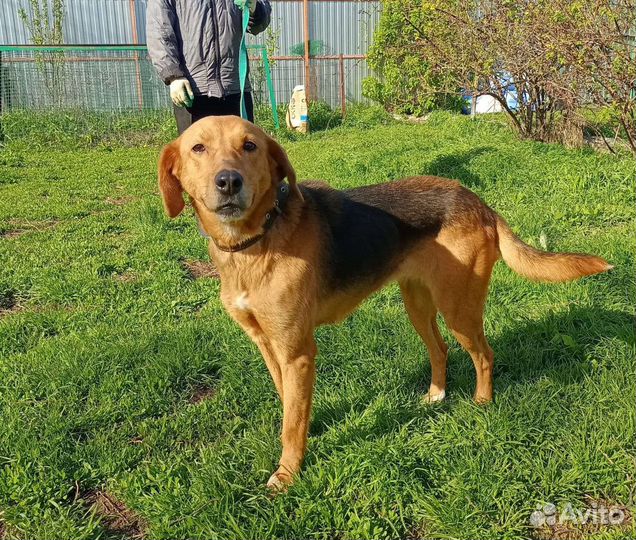 Ласковая метиска гончей в добрые руки