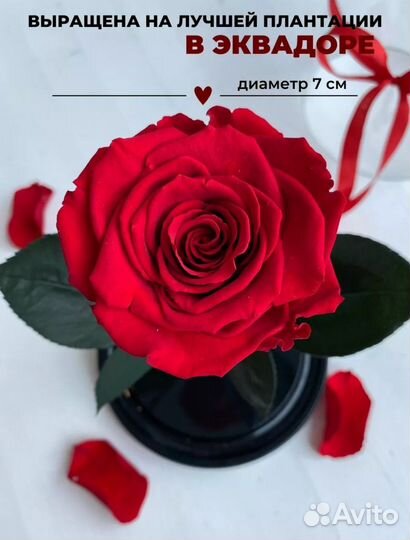 Роза в колбе