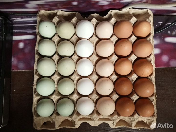 Домашние куриные яйца на инкубатор