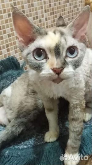 Кошка девон-рекс