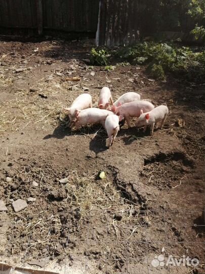 Поросята