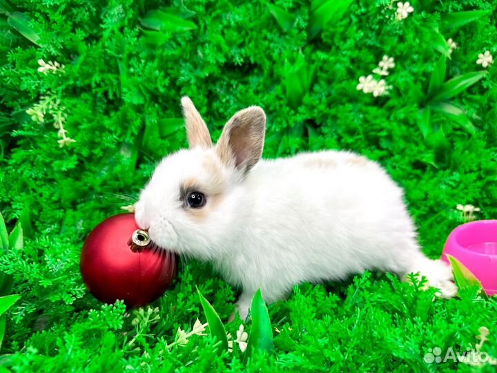 Мини карликовый кролик - ручной с ладонь