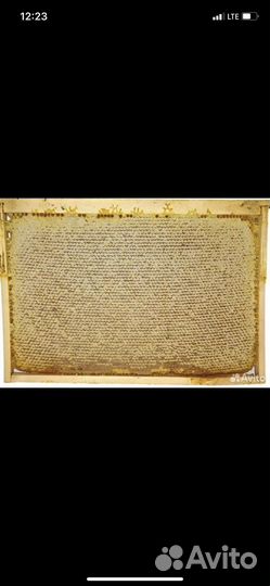 Соты с медом 2024