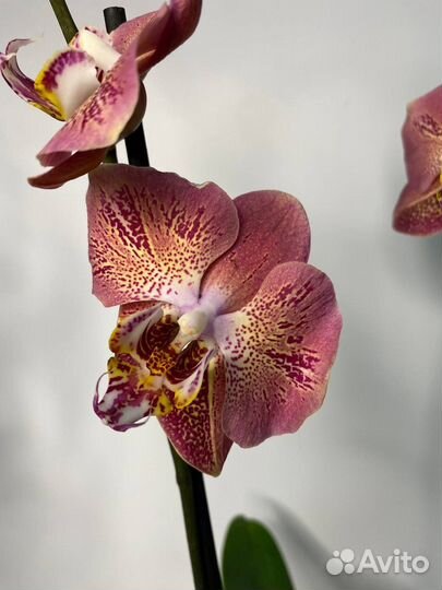 Орхидея фаленопсис леко фантастик