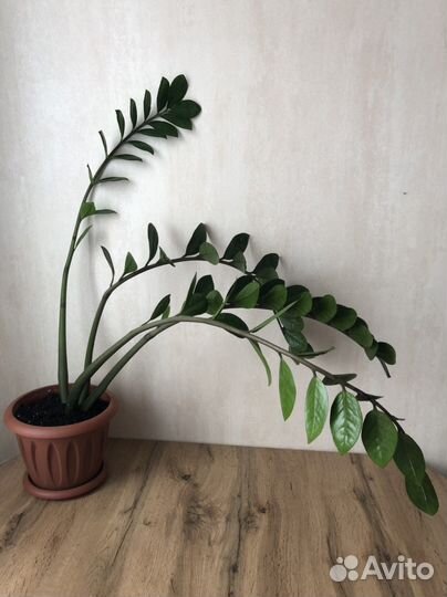 Замиокулькас