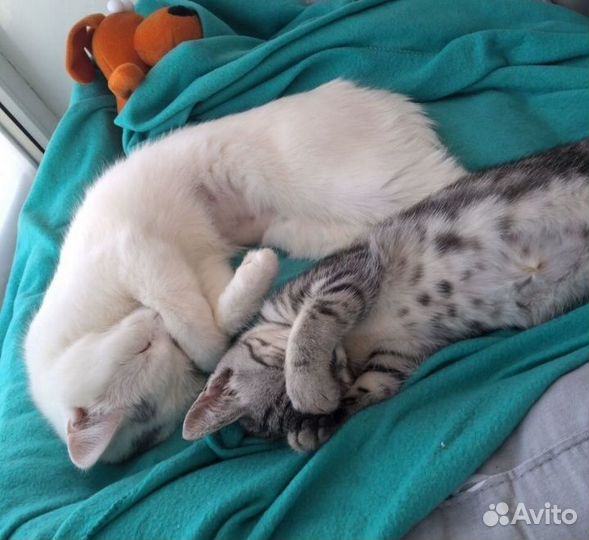 Передержка животных