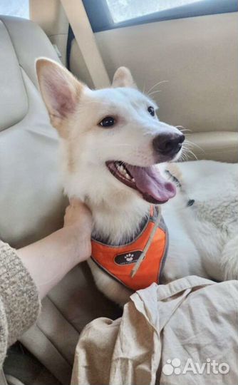 Собака в добрые руки