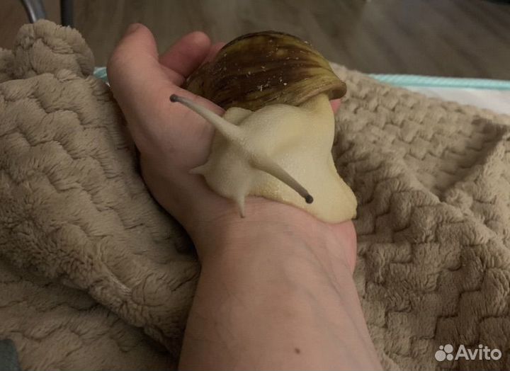 Улитки архахатина овум альбино и гипомеланик