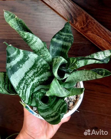 Сансевиерия ханни