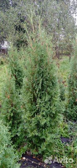 Туя колумна