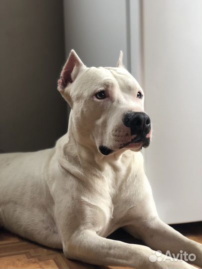 Вязка питбуль