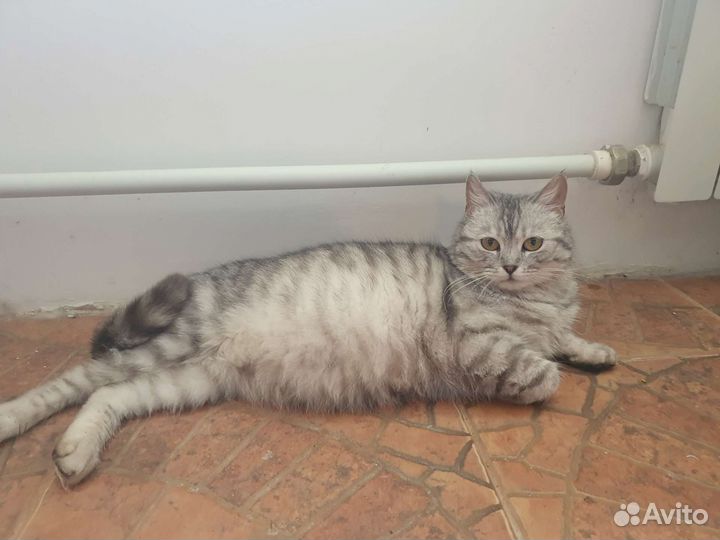 Сонечка в добрые руки