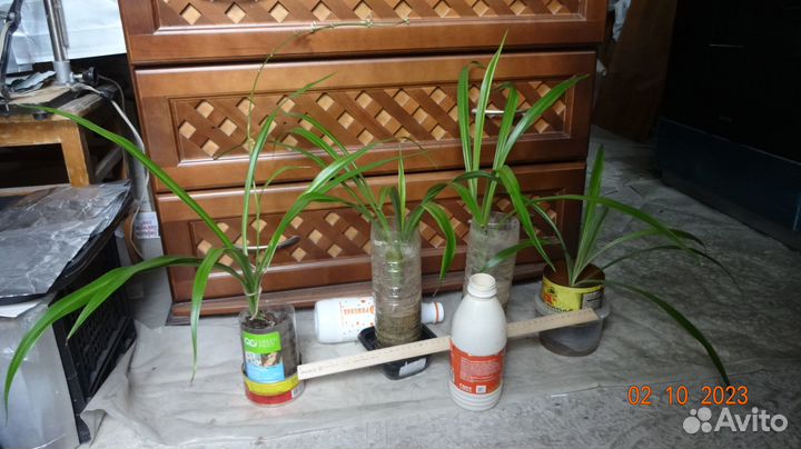 Хлорофитум, возраст 2 года