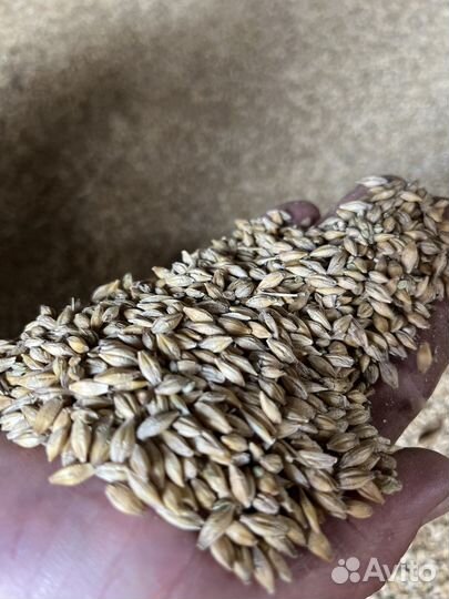 Зерно ячмень