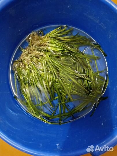 Валлиснерия