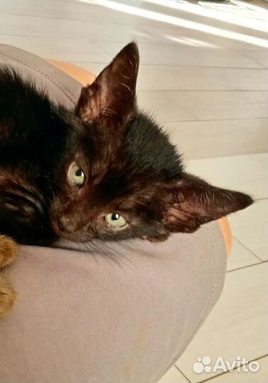 Ориенталы мальчики 3мес