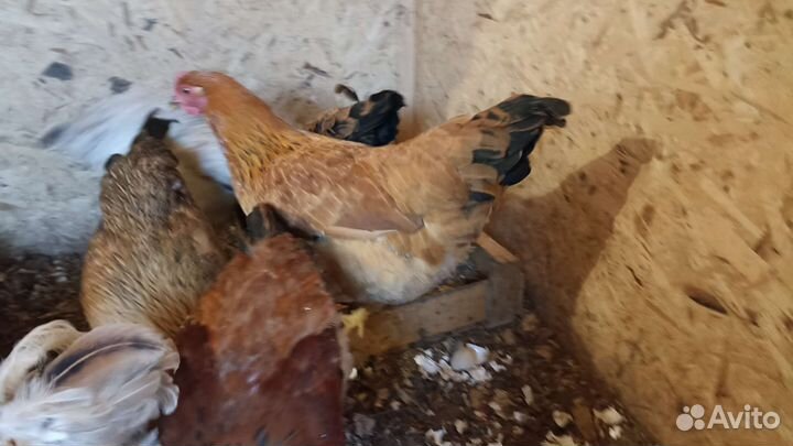 Петухи и куры