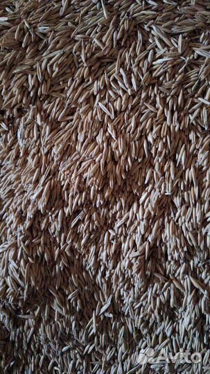 Ячмень просо красноеЗ.А.К.У.П.А.Е.Мза наличные