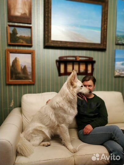 Белая швейцарская овчарка. Щенки