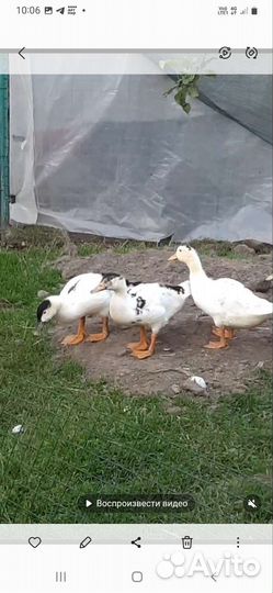 Утки муларды