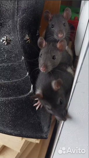 Декоративные крысята (детеныши капюшонной крысы)