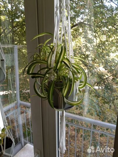 Кашпо для вьющихся растений