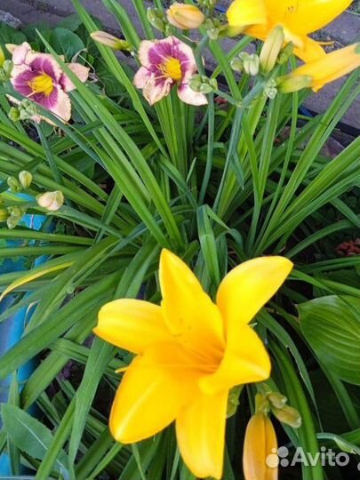 Лилейники сортовые