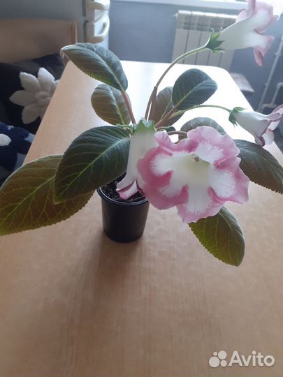 Глоксинии + Эустома