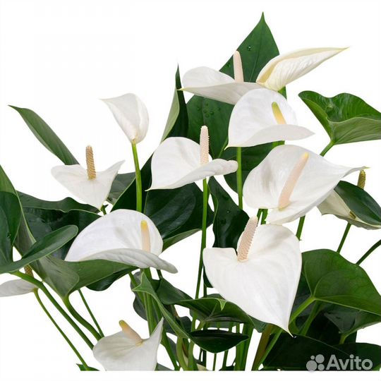 Комнатные цветы растение Антуриум Бэби Вайт