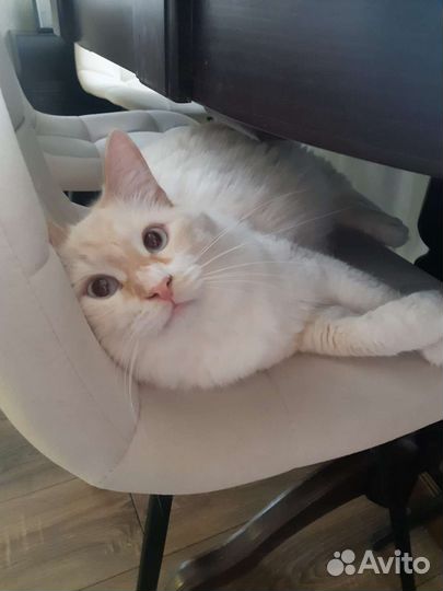 Кошка в дар