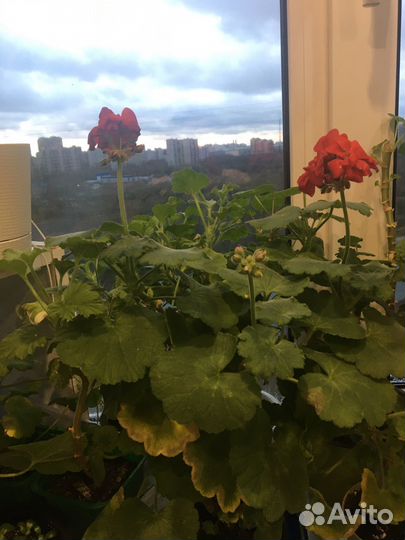 Герань зональная