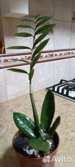 Замиокулькас