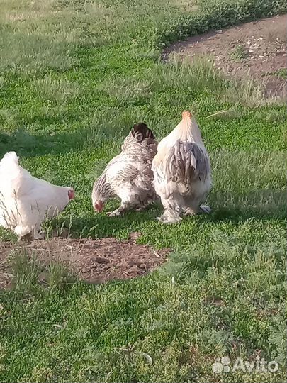 Куры и петух
