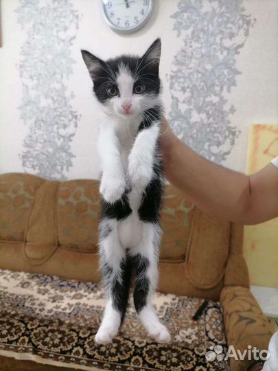 Котята в добрые руки бесплатно