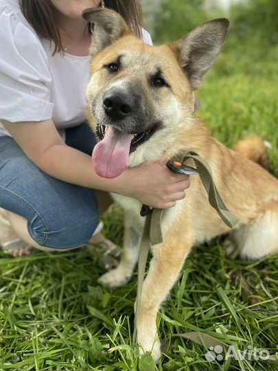 Небольшая собака ищет дом