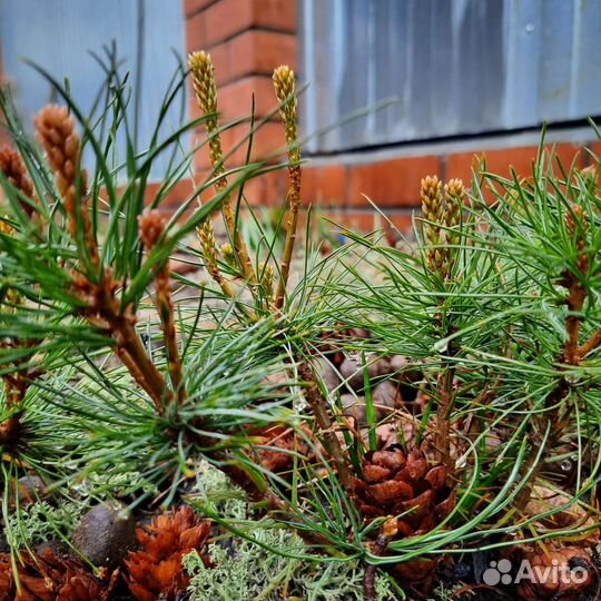 Продам кедровый стланик