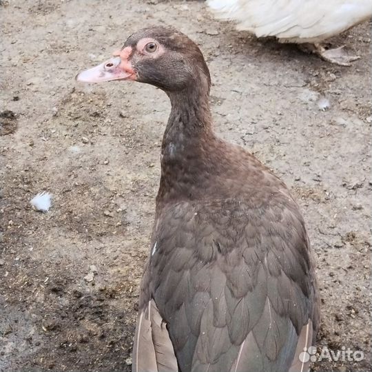 Утки шоколадные