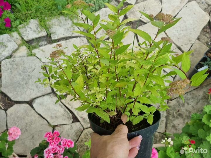 Спирея голден принцесс,голд флайм и другие сорта