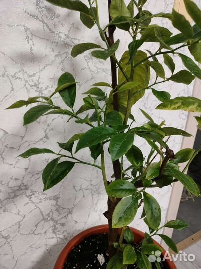 Лимонное дерево