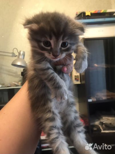 Британские котята