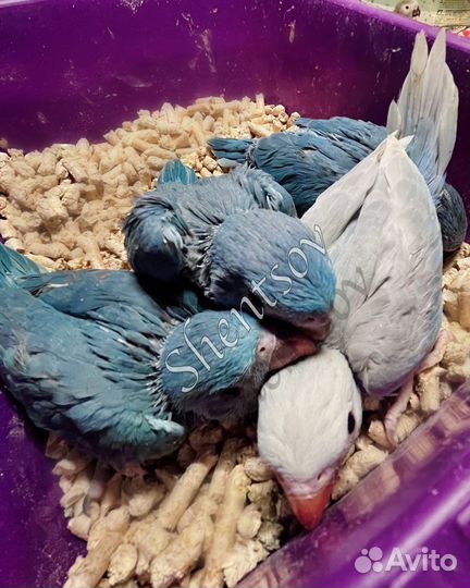 Птенцы-выкормыши ожерелового попугая, голубые