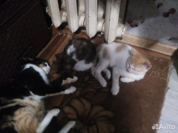 Котята в добрые руки