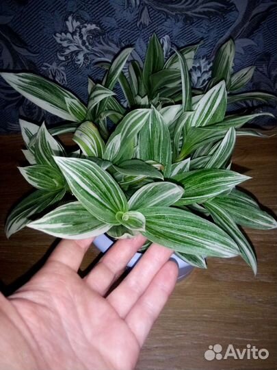 Традесканция альбифлора фикус Бенджамина