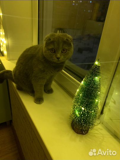 Вислоухая кошка