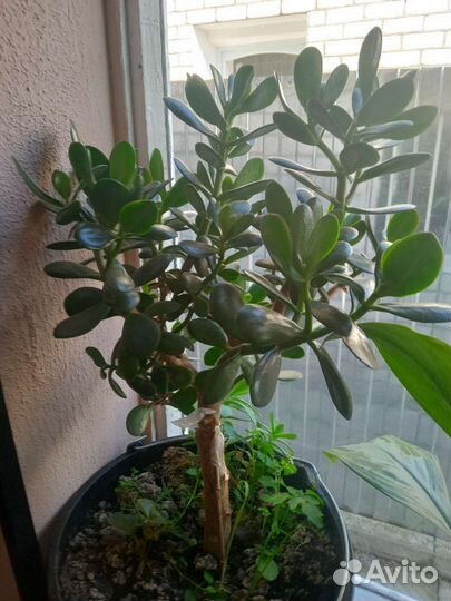 Алоэ домашние цветы