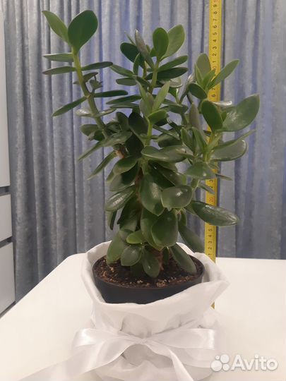 Денежное дерево