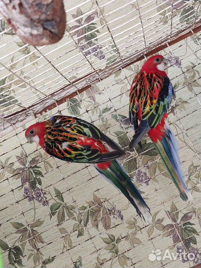 Продаю розелл